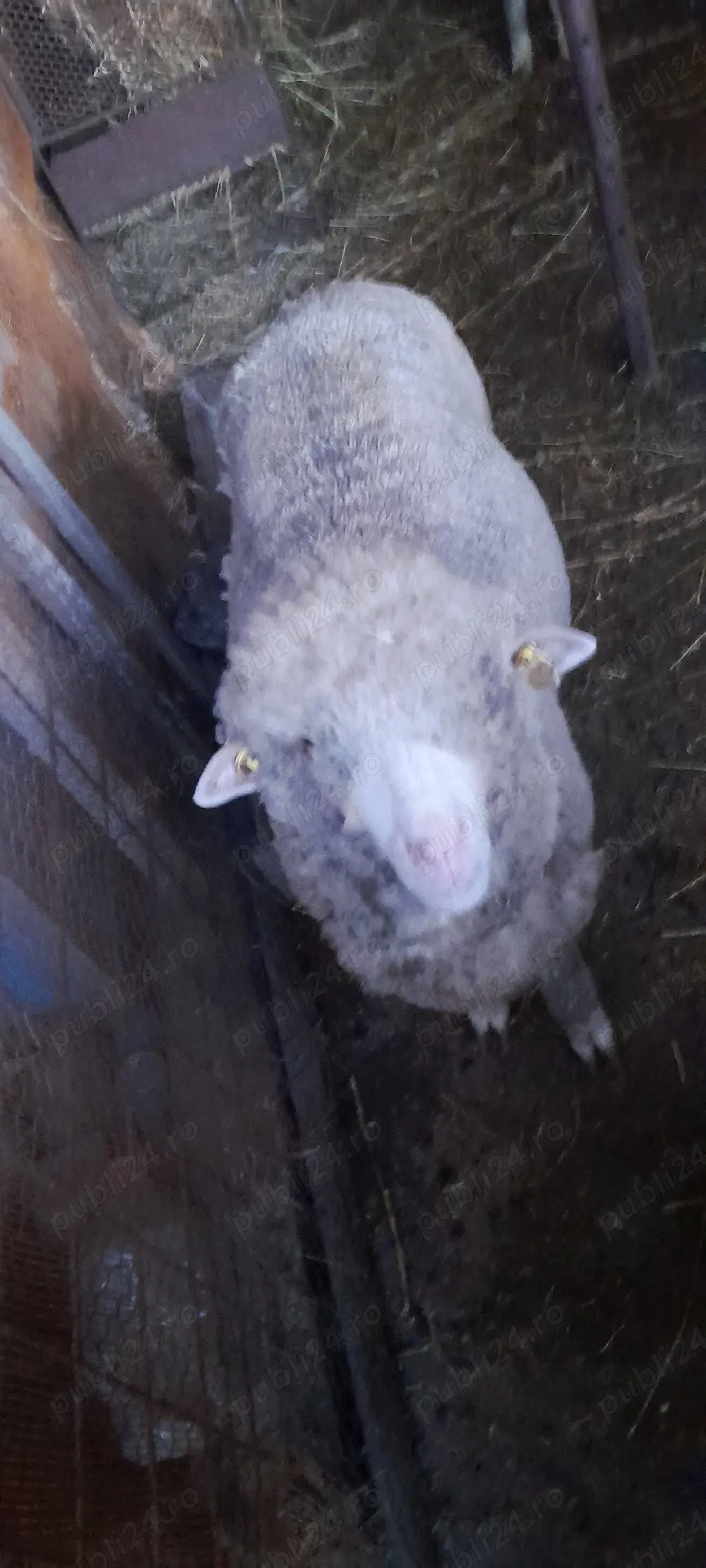 vind cirlani,berbecuti de taiat sau tinut