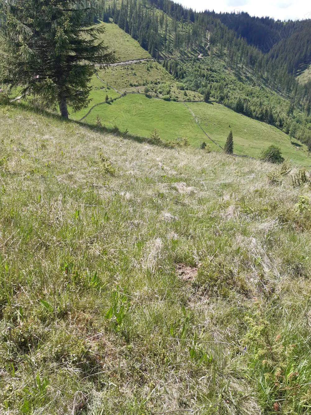 Teren 7 Hectare Brodina Suceava   Parțial Intravilan, Casă + Anexe, Zonă de Munte | Ocazie