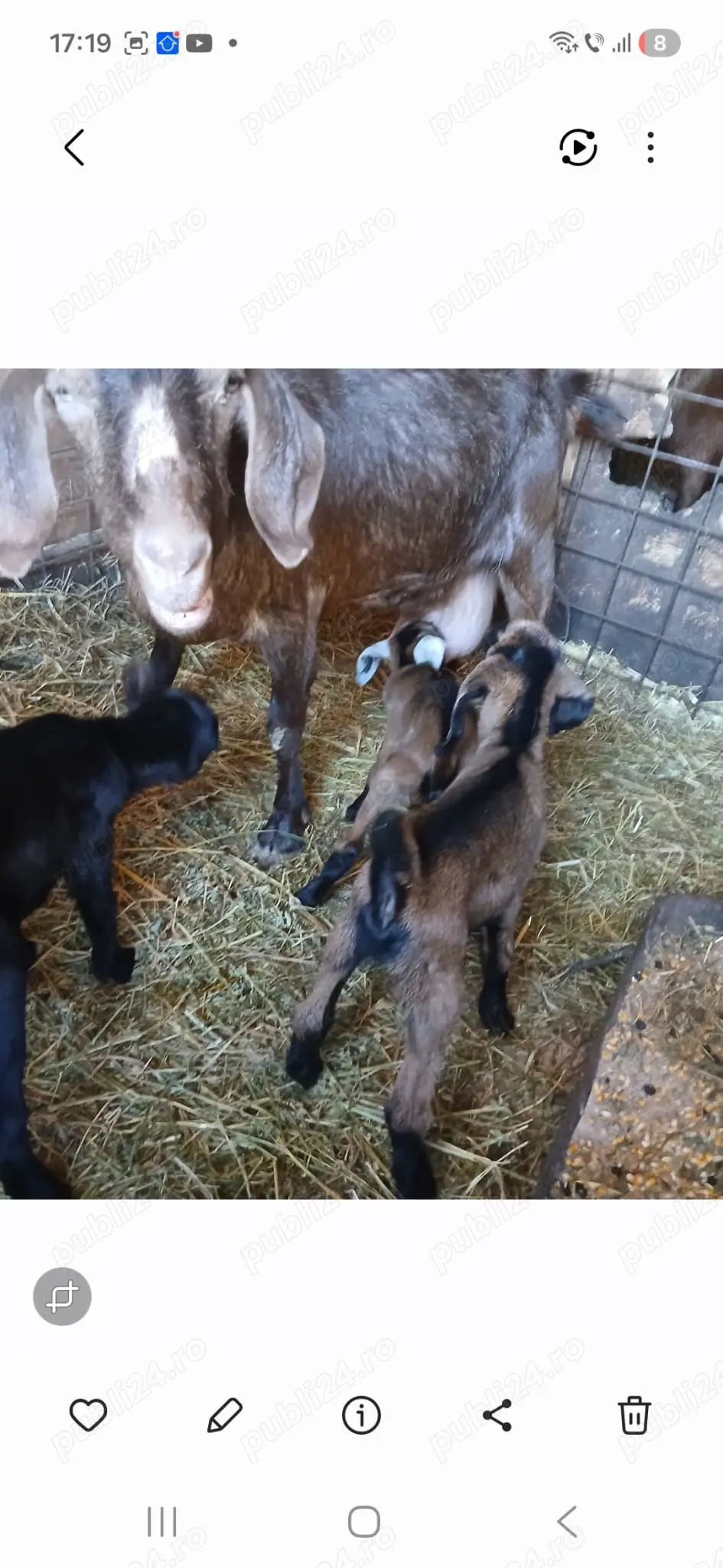 Vand capră și țap Anglo-nubiani