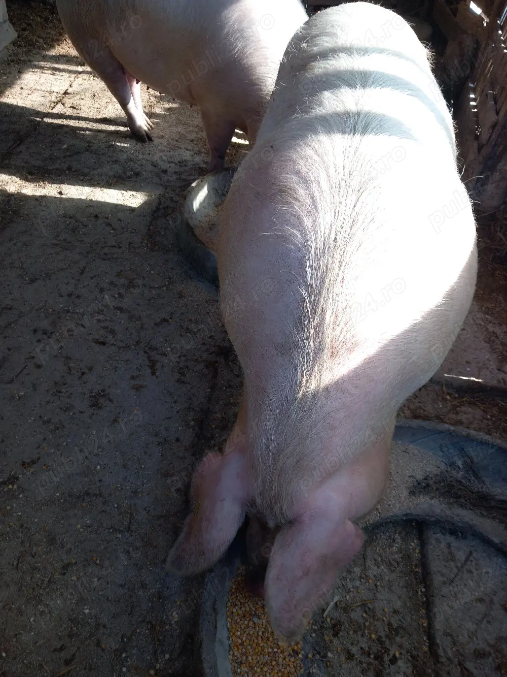 purcea de  vânzare  greutate..250 kg +