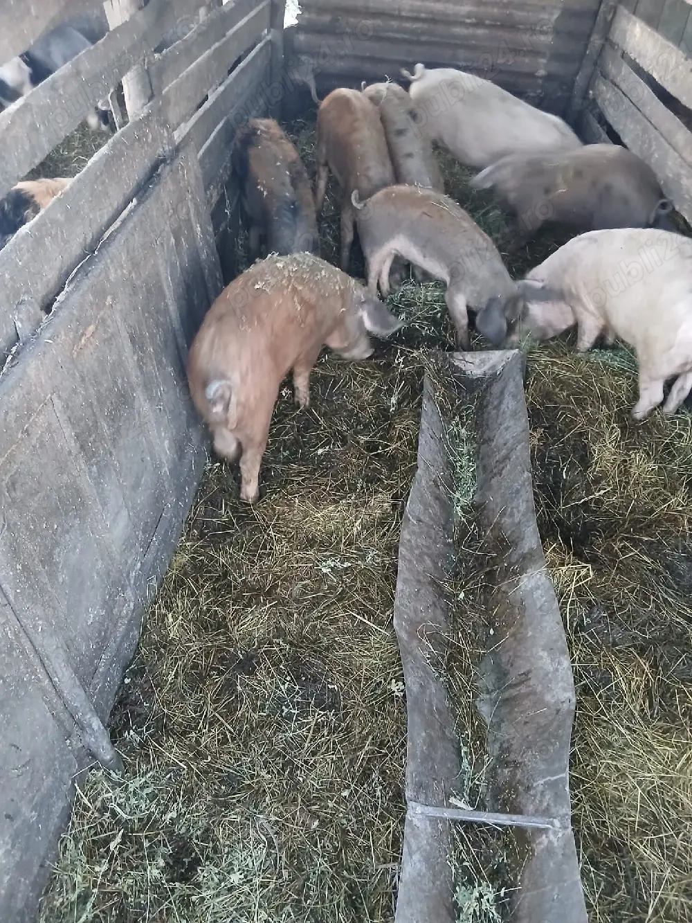 De Vânzare 6 bucăți 40 45 50 kg unul 