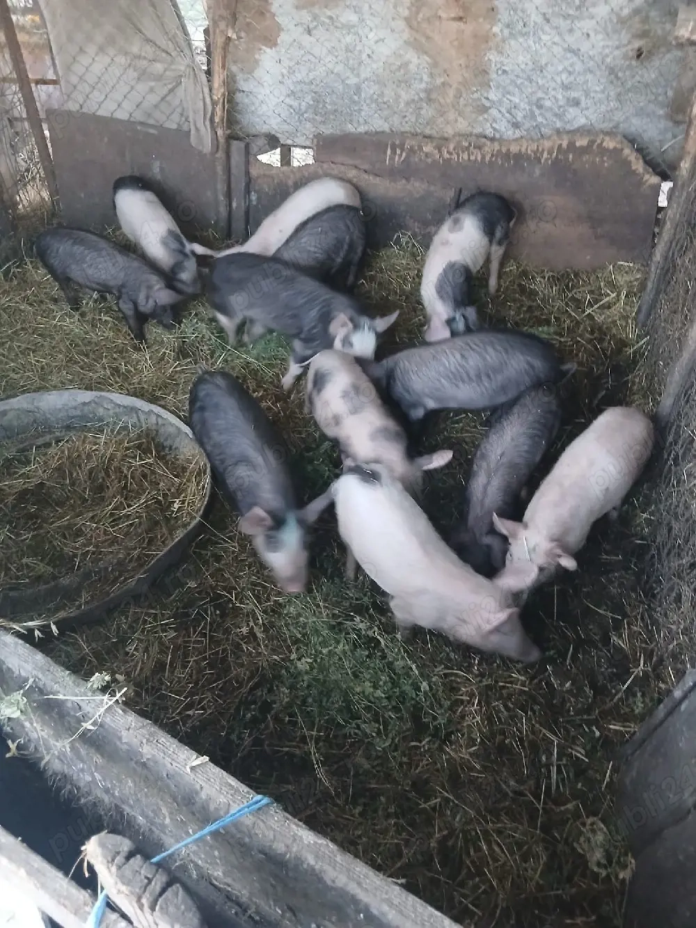 De Vânzare 12 bucăți 9 săptămânii castrați vacinați  