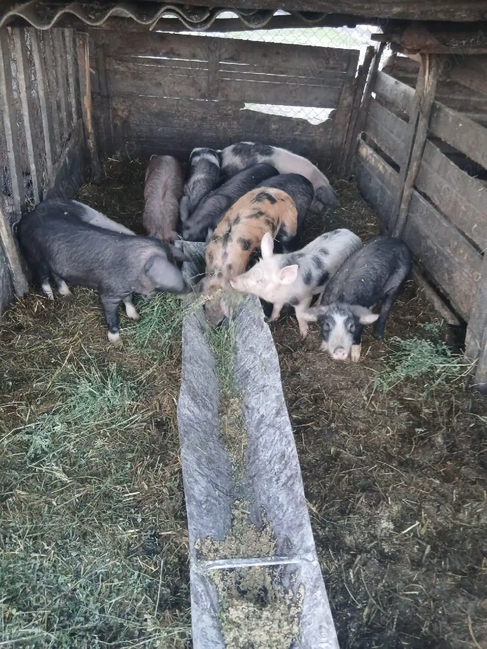 De Vânzare 10 bucăți 25 30 35 kg unul castrați vacinați 