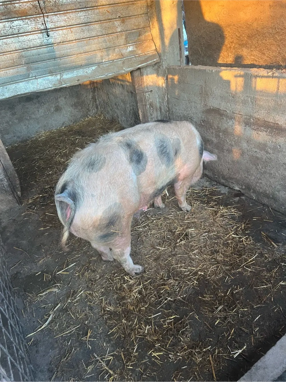 vind scroafa de sacrificat sau de tinut 