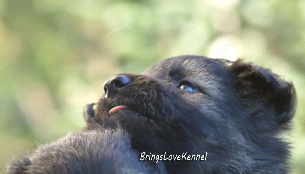 Pui ciobanesc german cu pedigree tip A