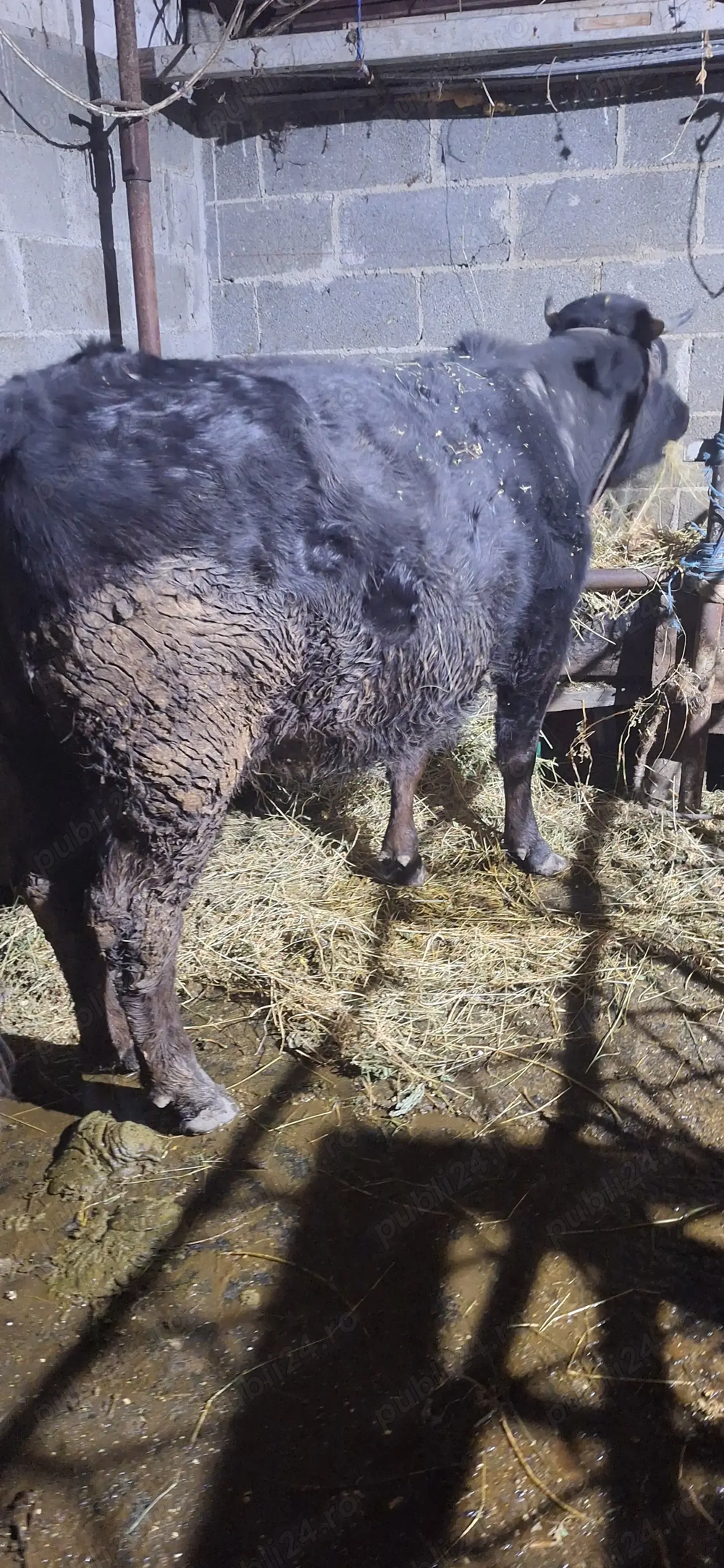 Junca gestnata in 4 luni