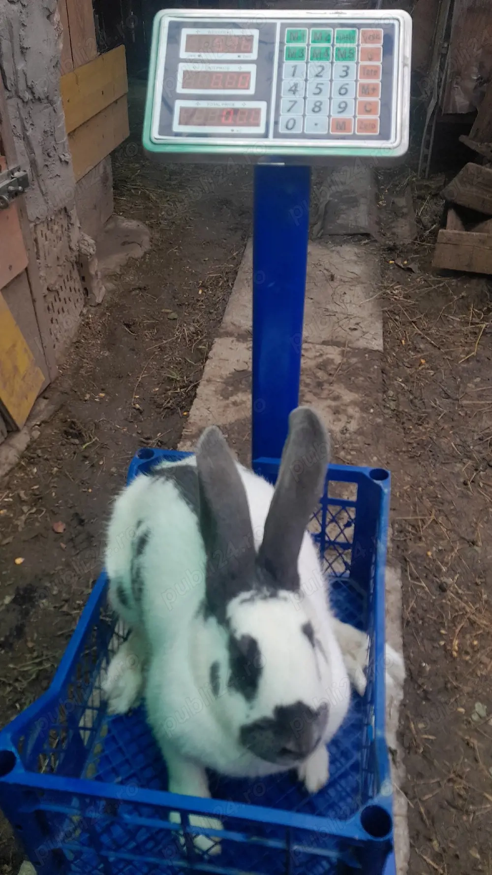  vand carne de iepure