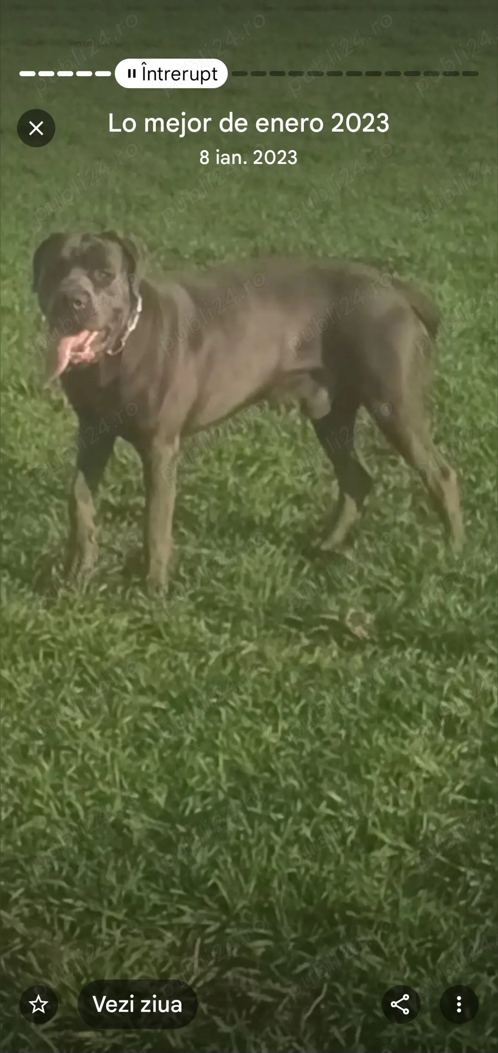 Cane Corso, 3 ani deosebit de bun 