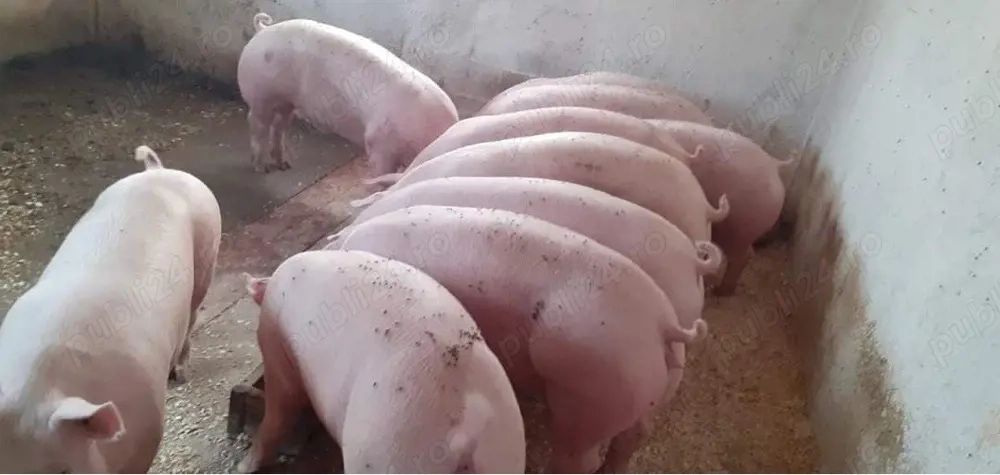 porci si purcei de carne 