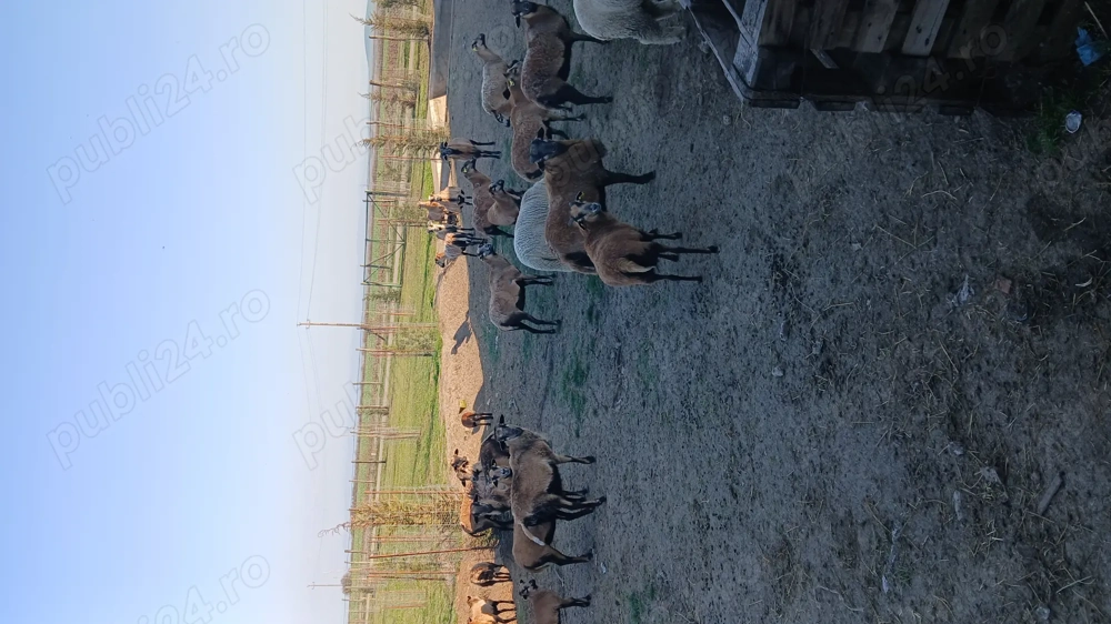 Vand 3 berbeci camerun