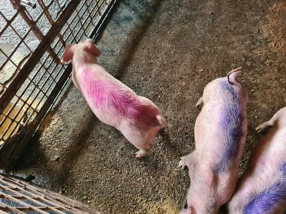 vand purcei 8 saptamani foarte mancaciosi