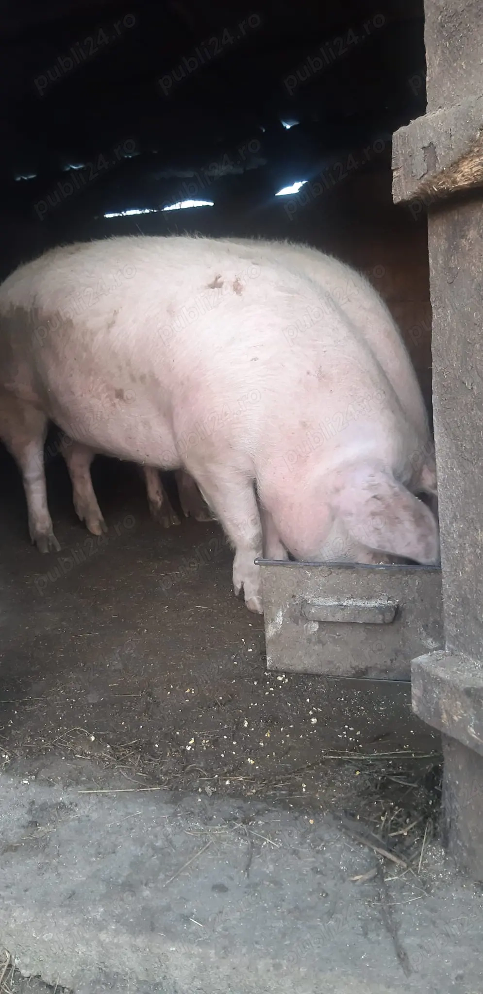 Vând porc marele alb