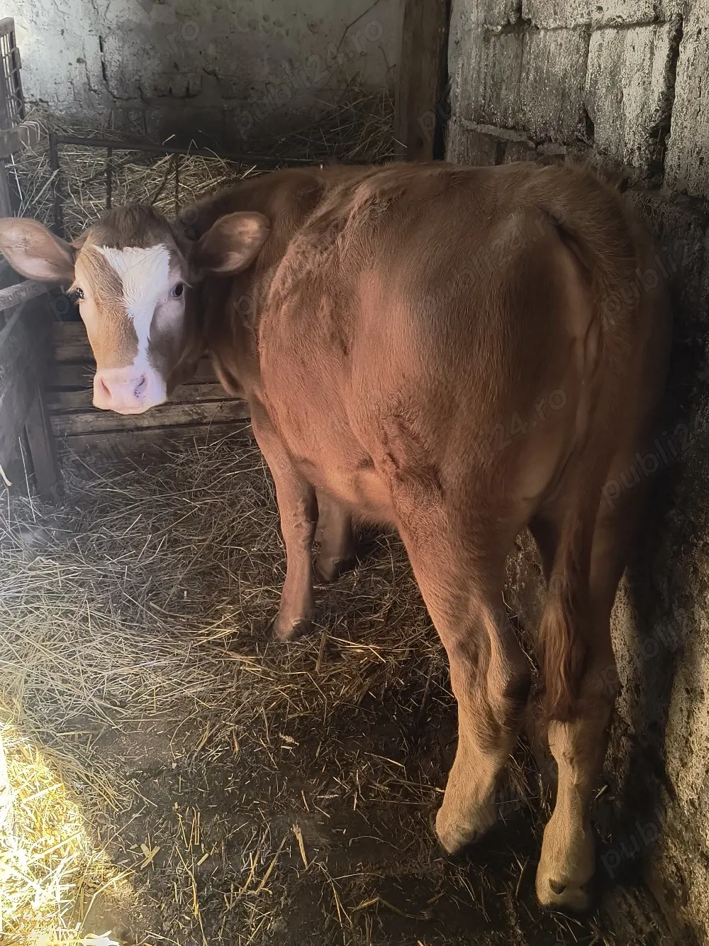 Vând junincă Angus