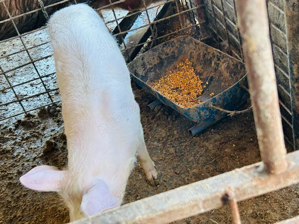 vand purcea de 45 50 kg 