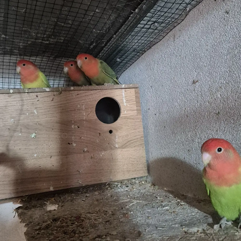 vand papagali diferite specii