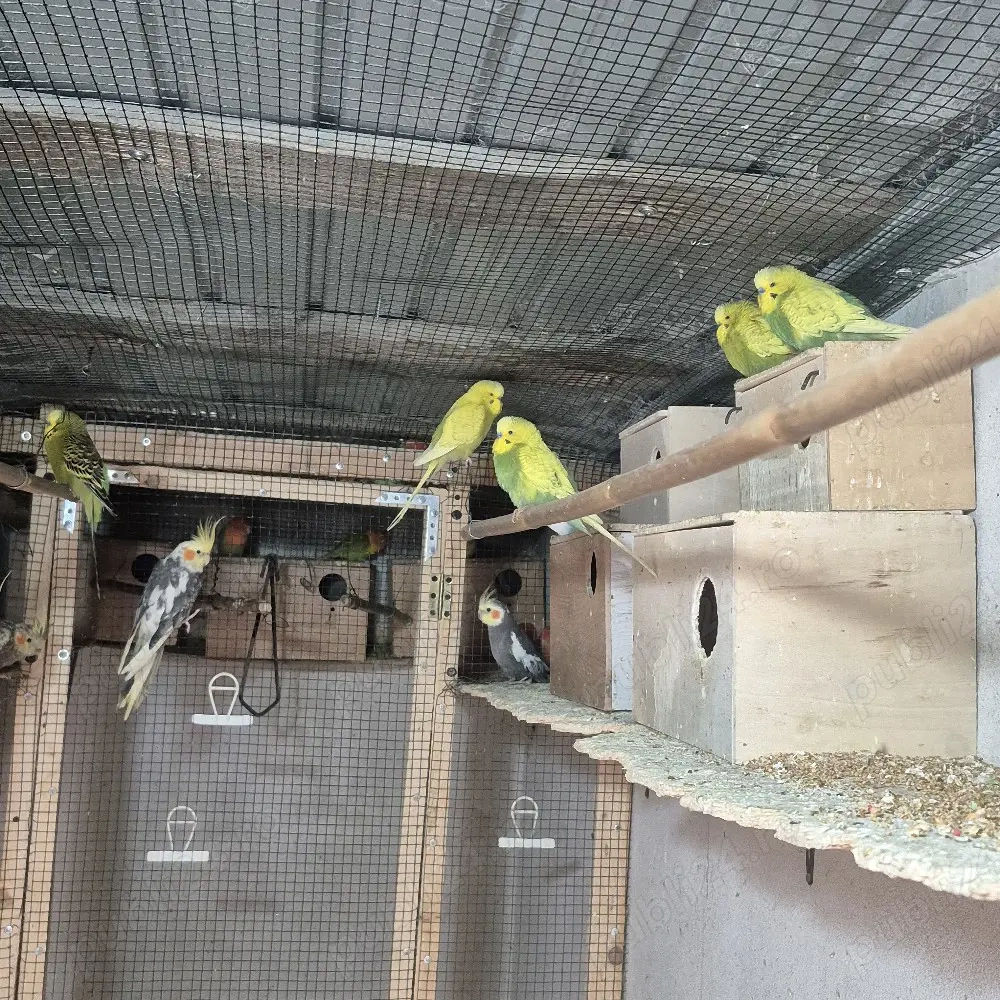 vand papagali diferite specii