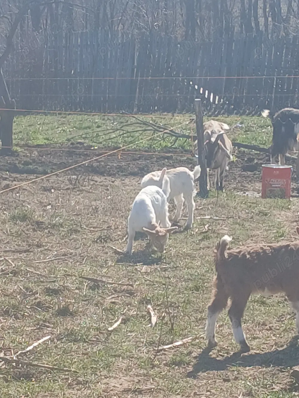 Vand iezi din capre bune de lapte 