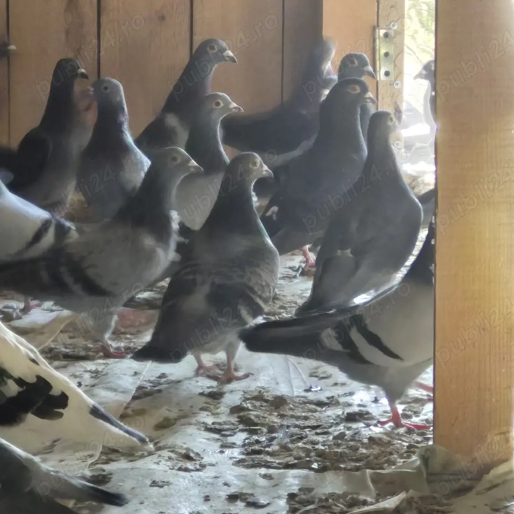 vand porumbei voiajori