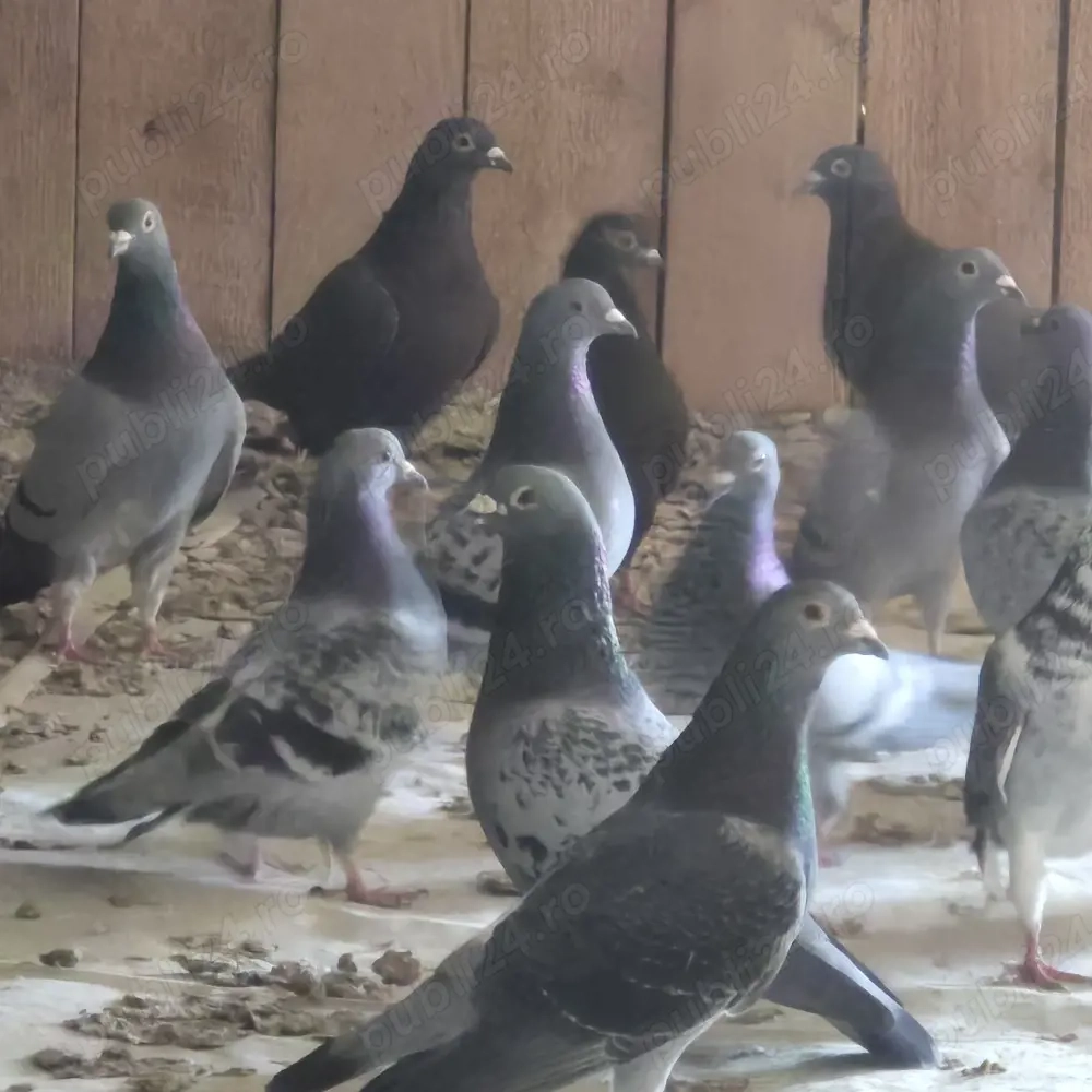 vand porumbei voiajori