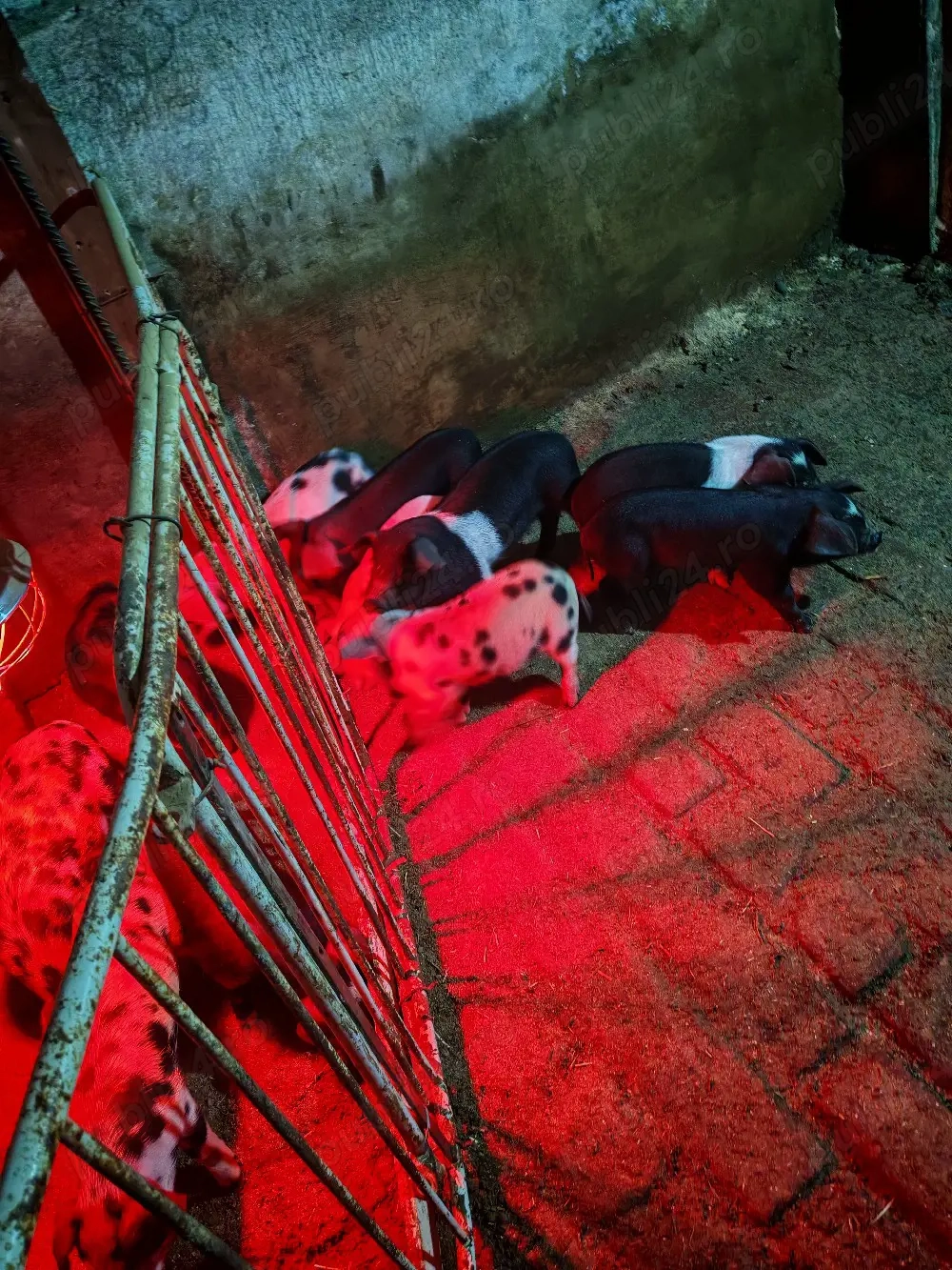 Vand 11 purcei bazana cu landrace 