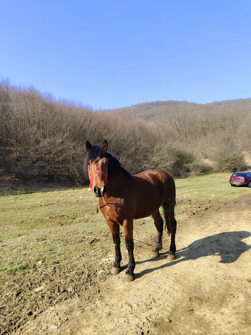 Mânz de aproximativ 3 ani 