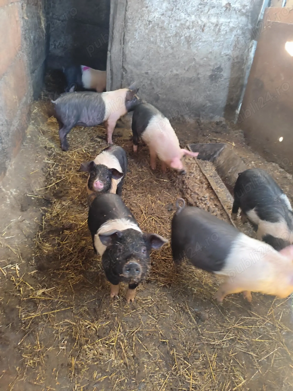 Purcei Bazna de vânzare 