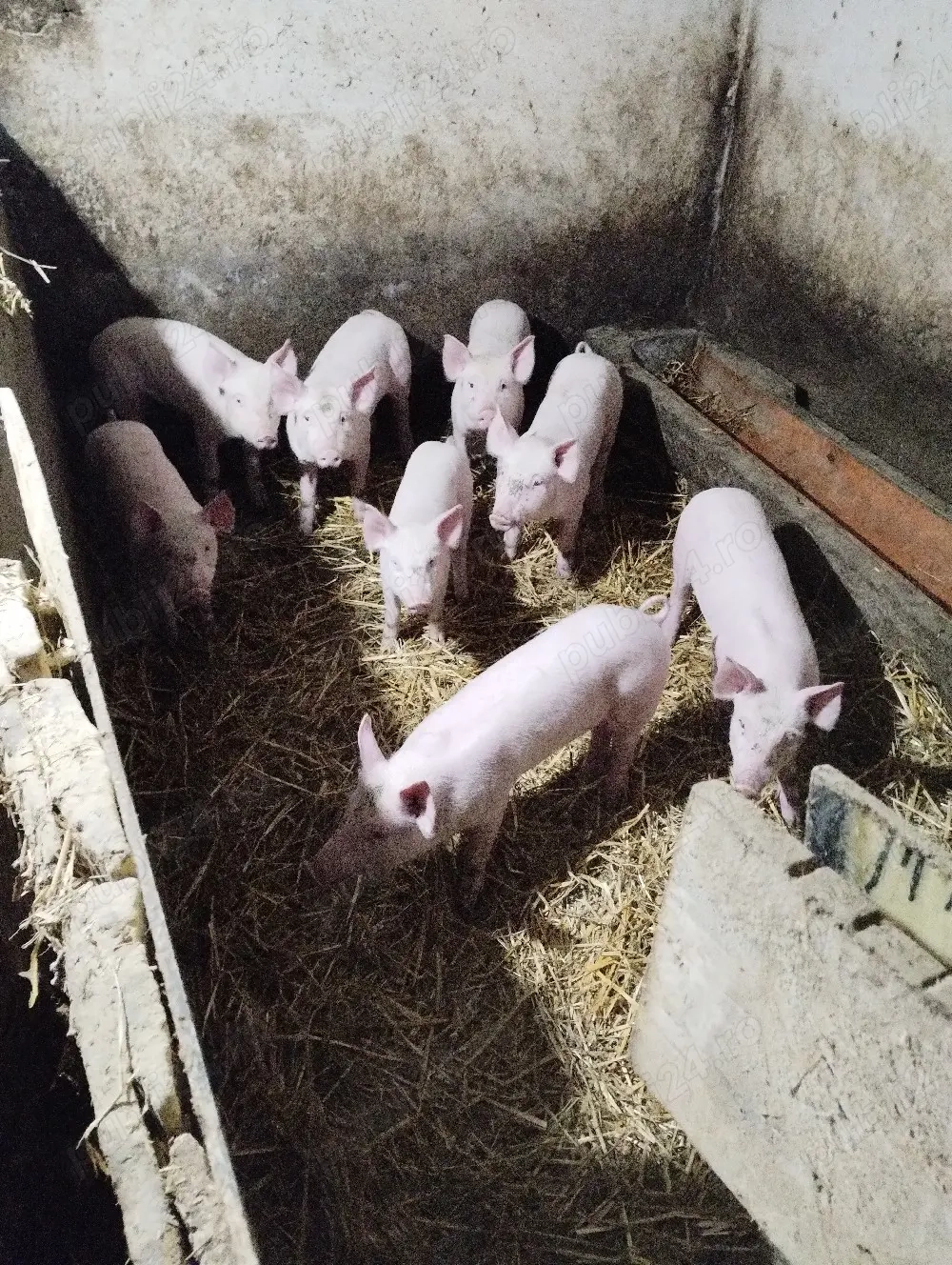 Vind purceii rasa marele alb , sunt intarcati pret 550 bucata