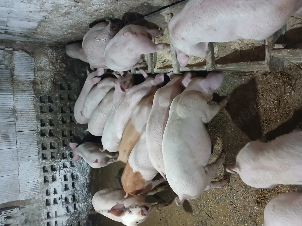 Purcei cu greutate de la 30 la 170kg.