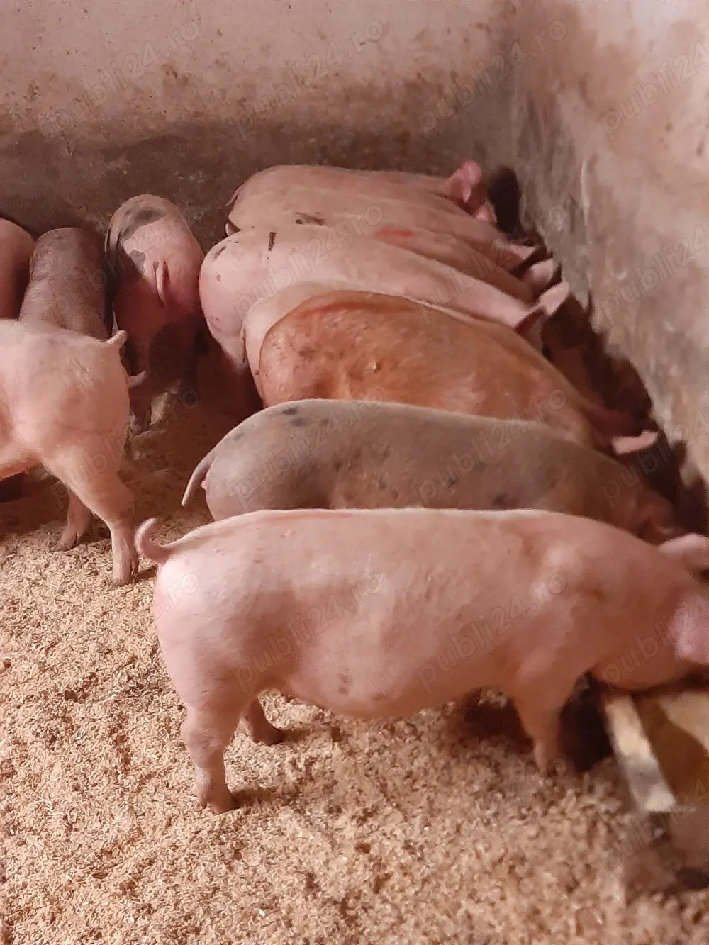 vând soldani de carne 50 70 kg