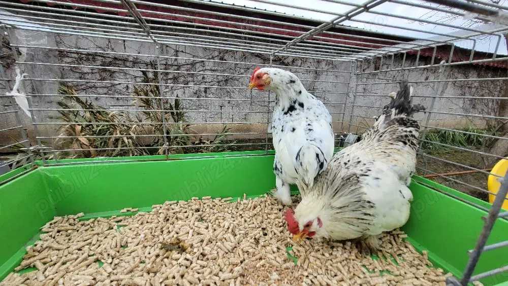 cocos si gainuse pitice