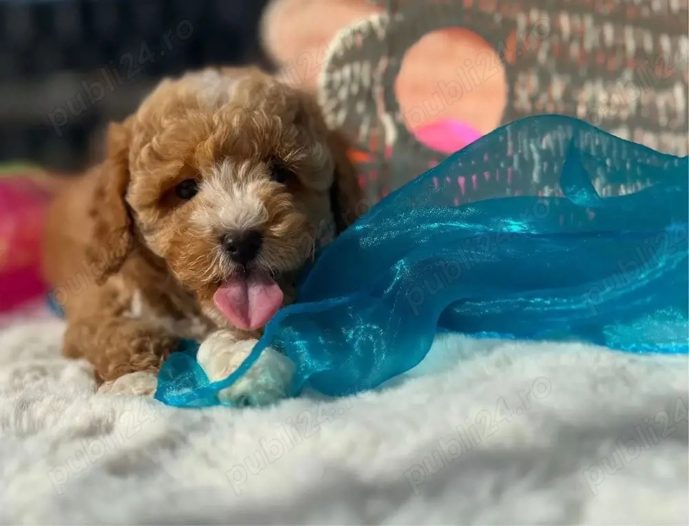 puiuti de maltipoo bichon + pudel 