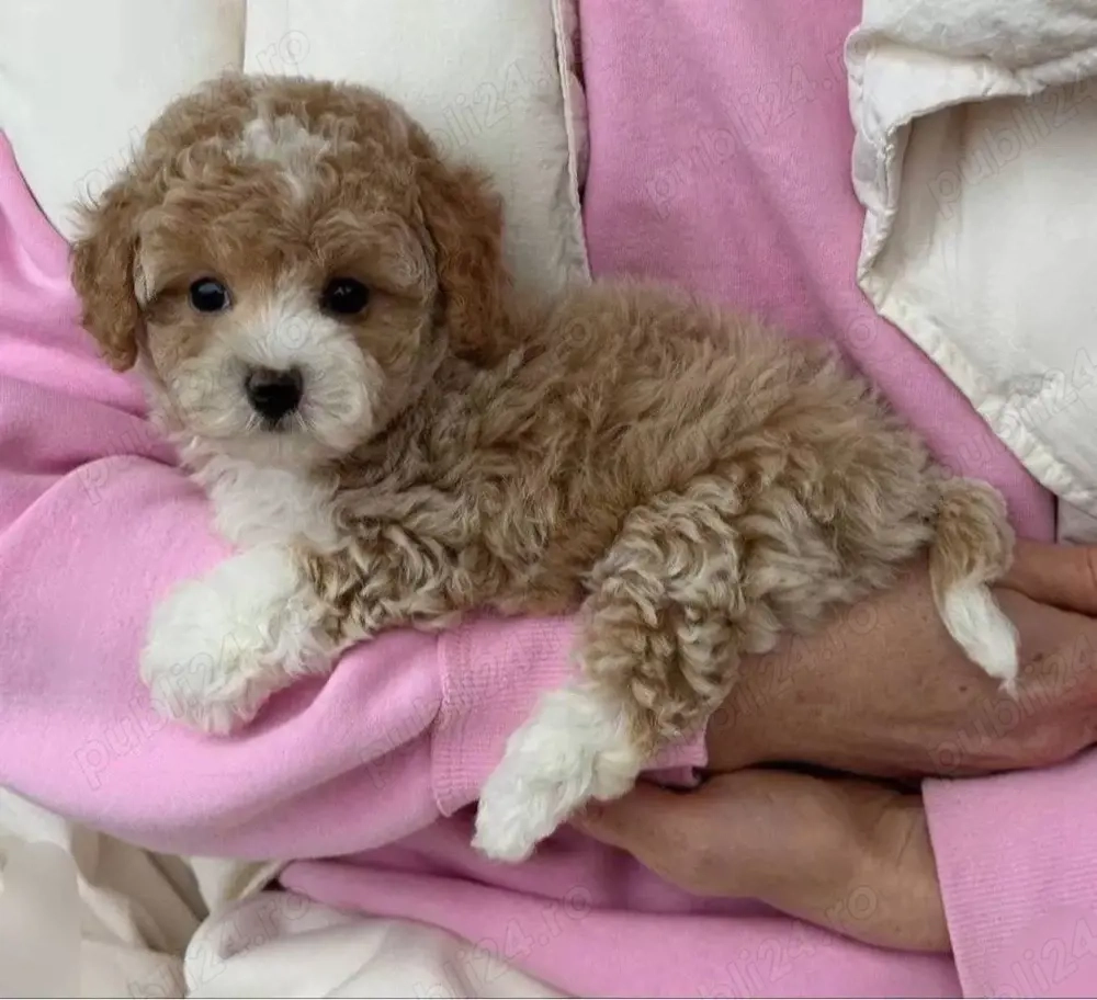 Maltipoo deosebiti 