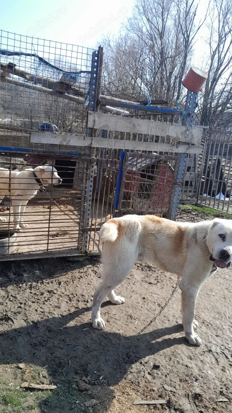 Ciobanesc asia centrala