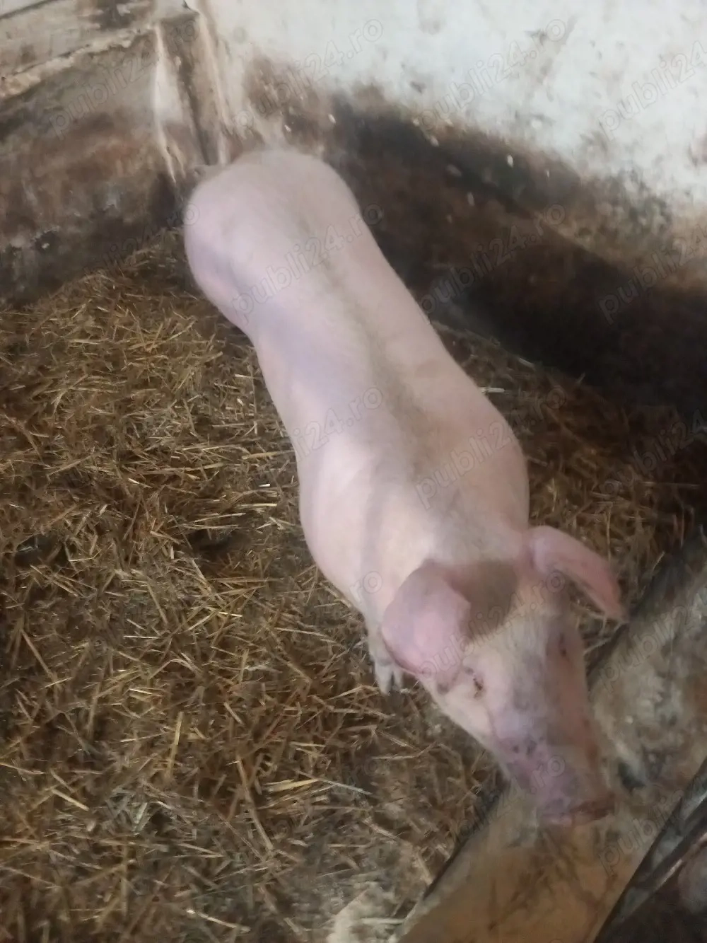 vand scrofita de reproducere pietrean 