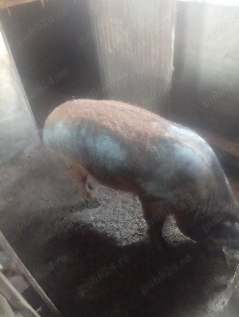 mangaliță de vanzare