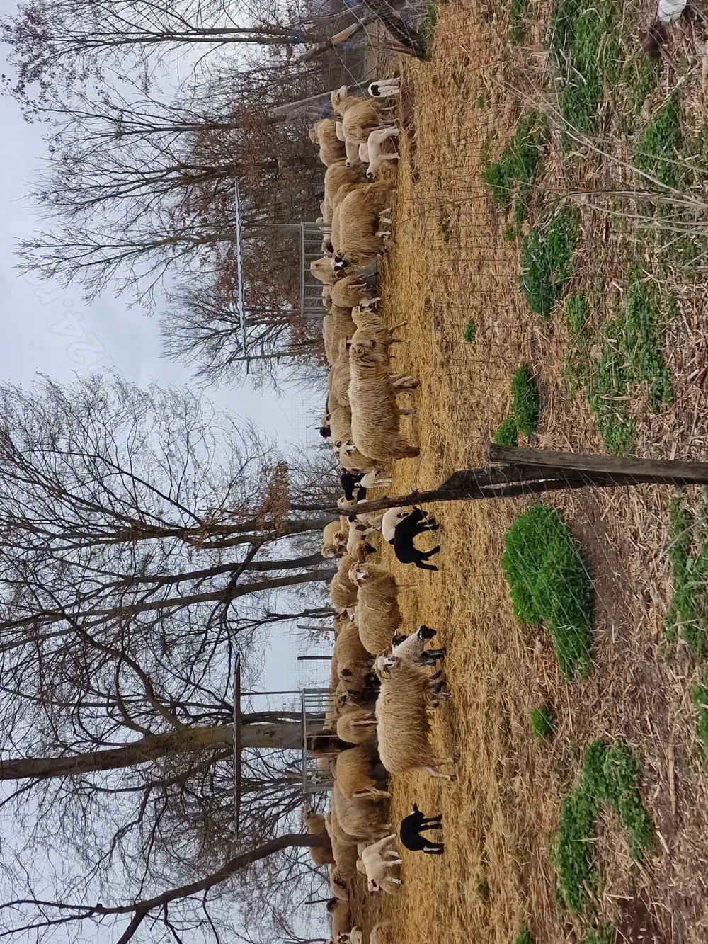 Vand turma de oi țurcane cu miei