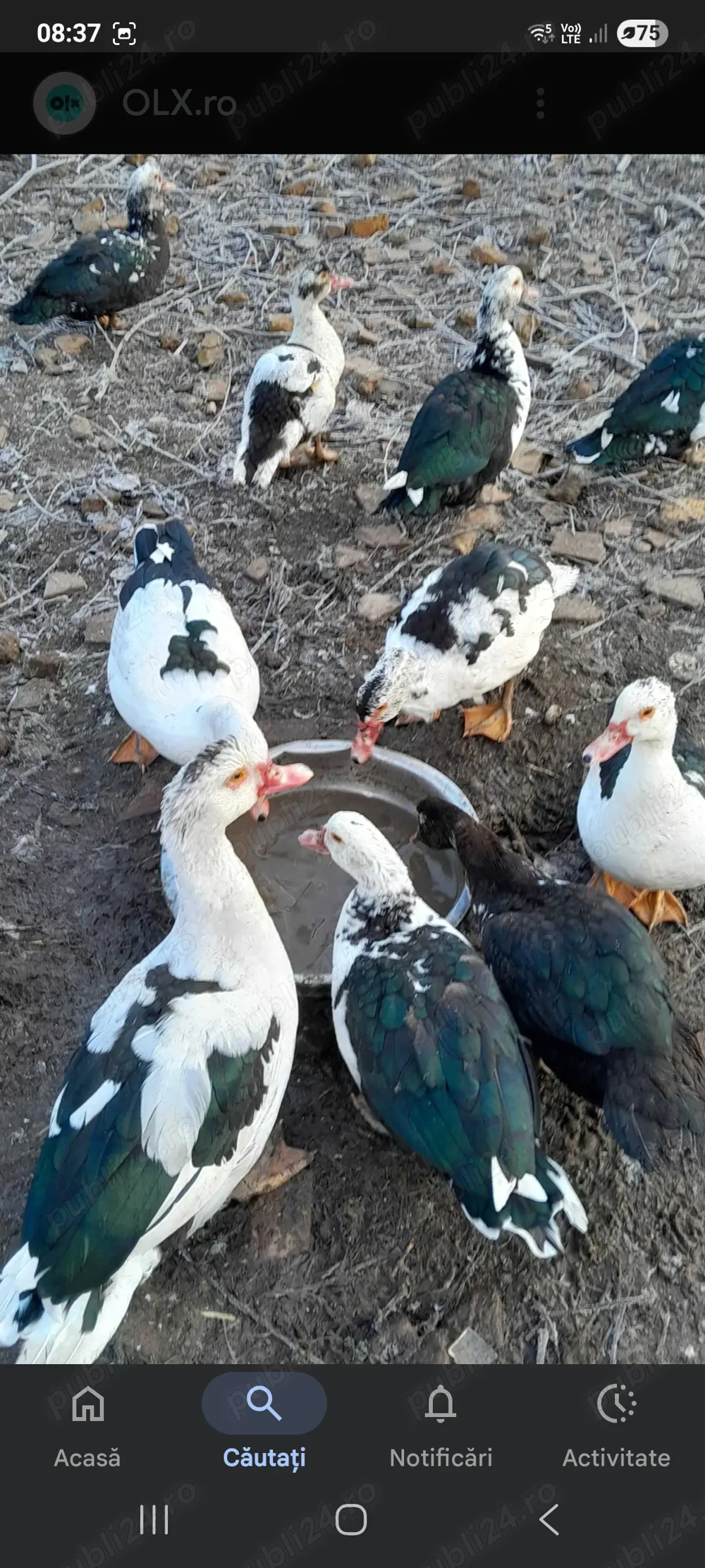 Oua de rață proaspete. 1,5 ron