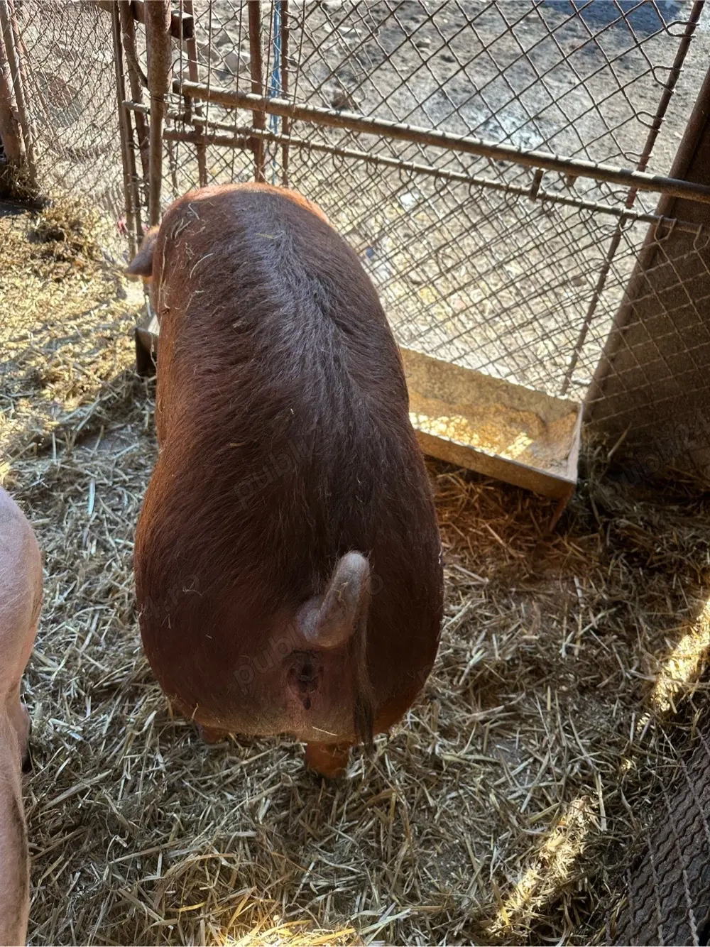 scrofita duroc apx 100 kg