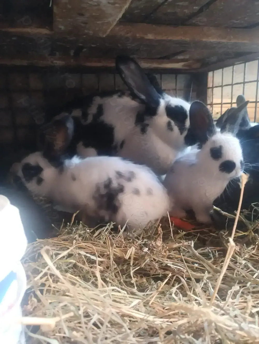 Iepuri Fluture German