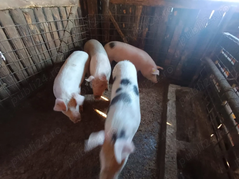 Vând porci detali la nr de telefon 