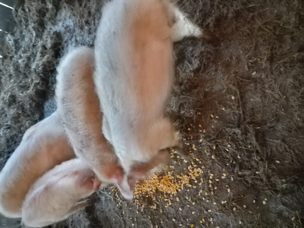 Purcei de două luni jumate 