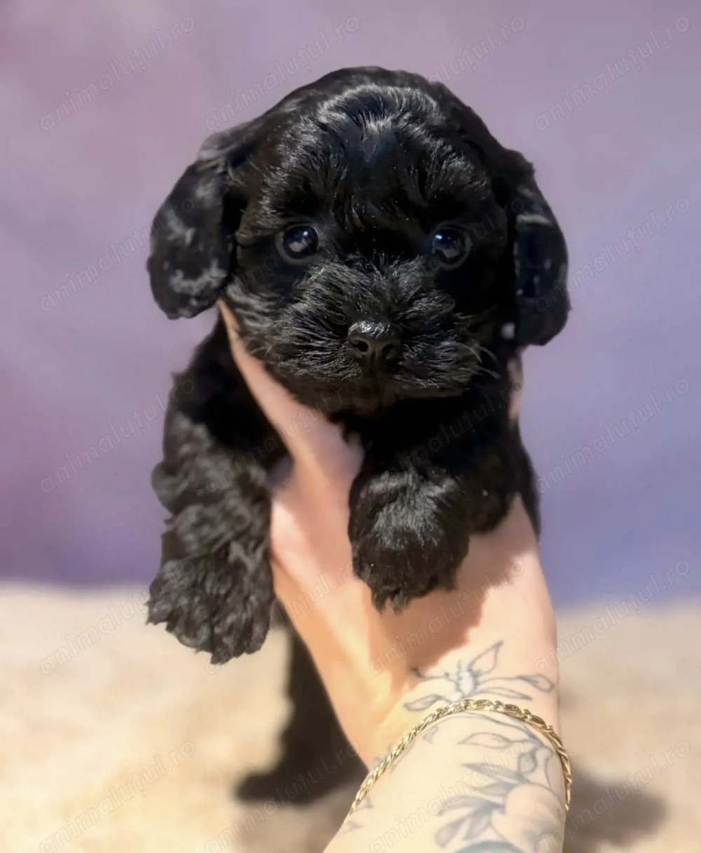 Caniche pudel  fetița 