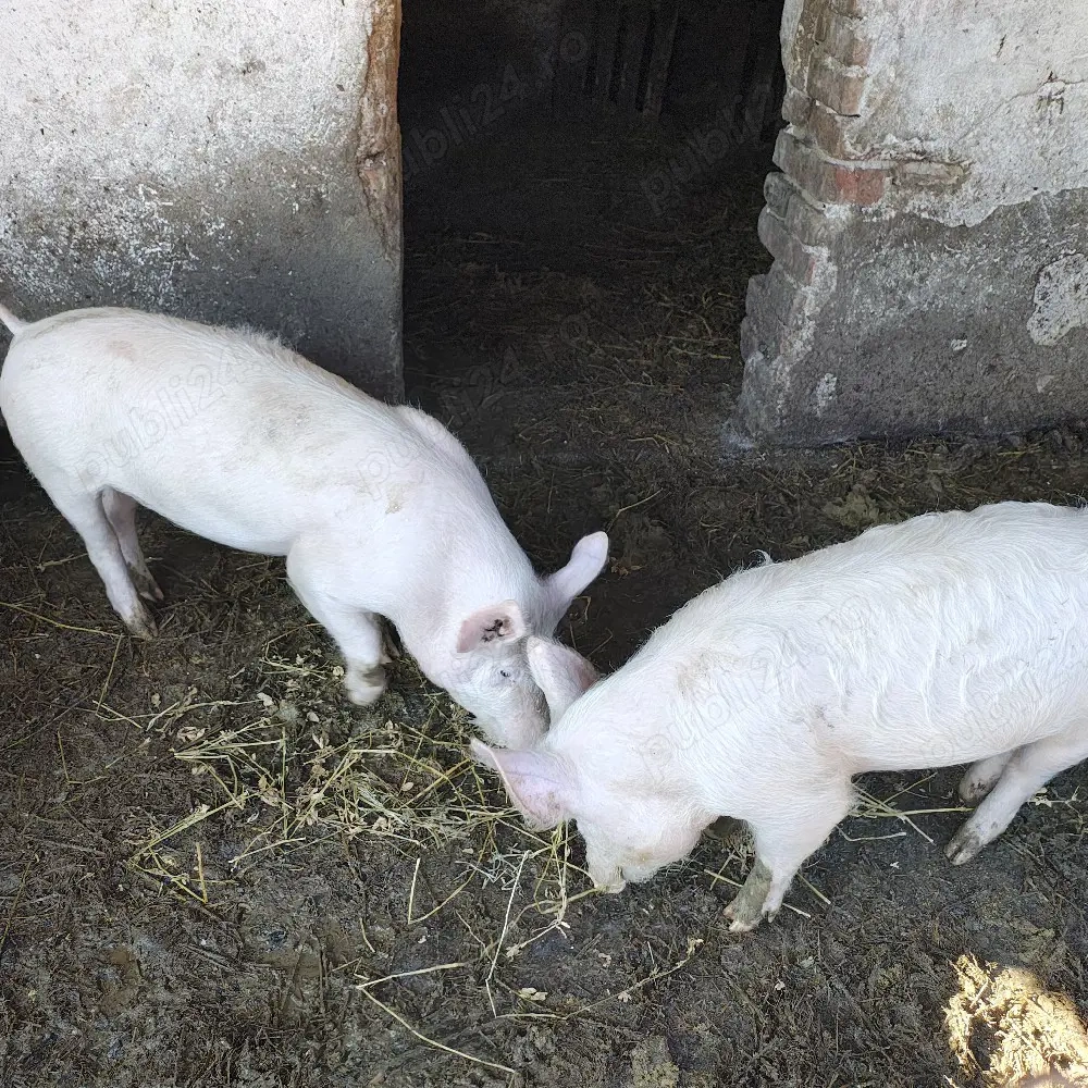 Vand purcei, 2 bucati