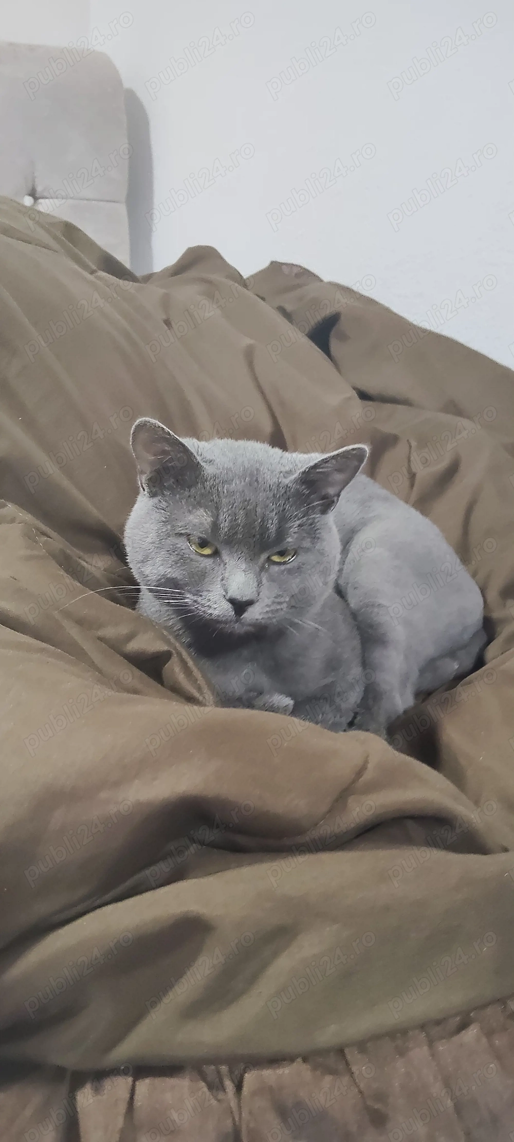 De pui mascul British sorthair 