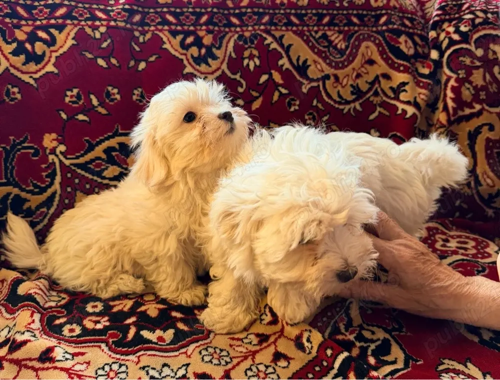 Vand 1 catelusa  bichon