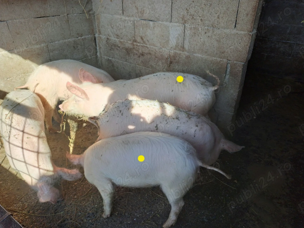 Porci landras cu marele alb