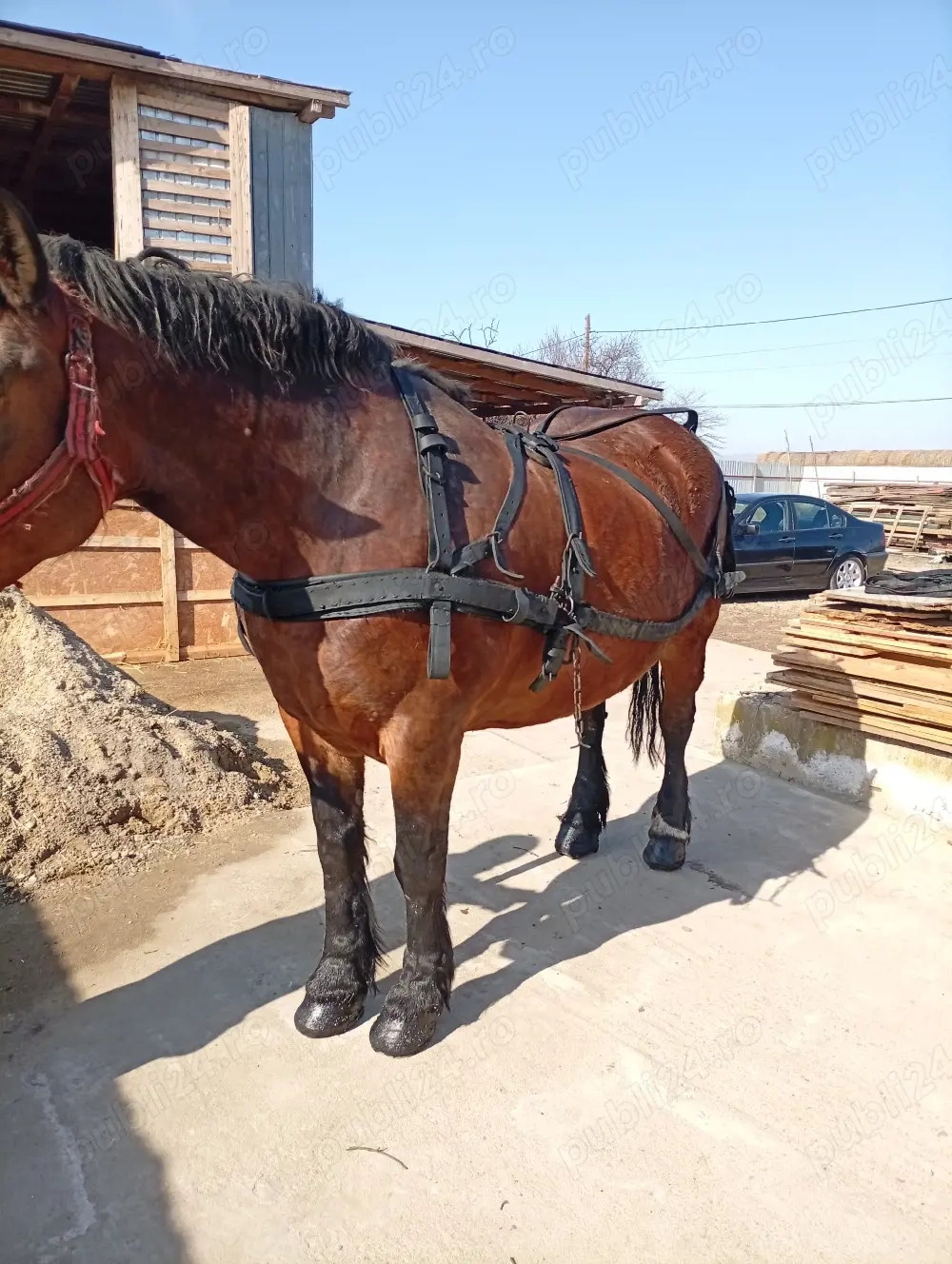 vand ham pt semigreu 