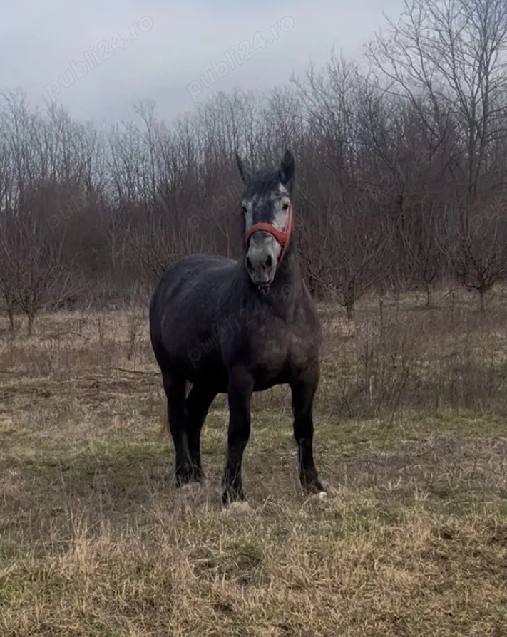 Vând sau schimb cu mânză frizz sau metis