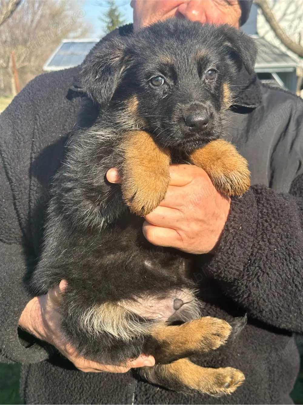 Pui ciobanesc german