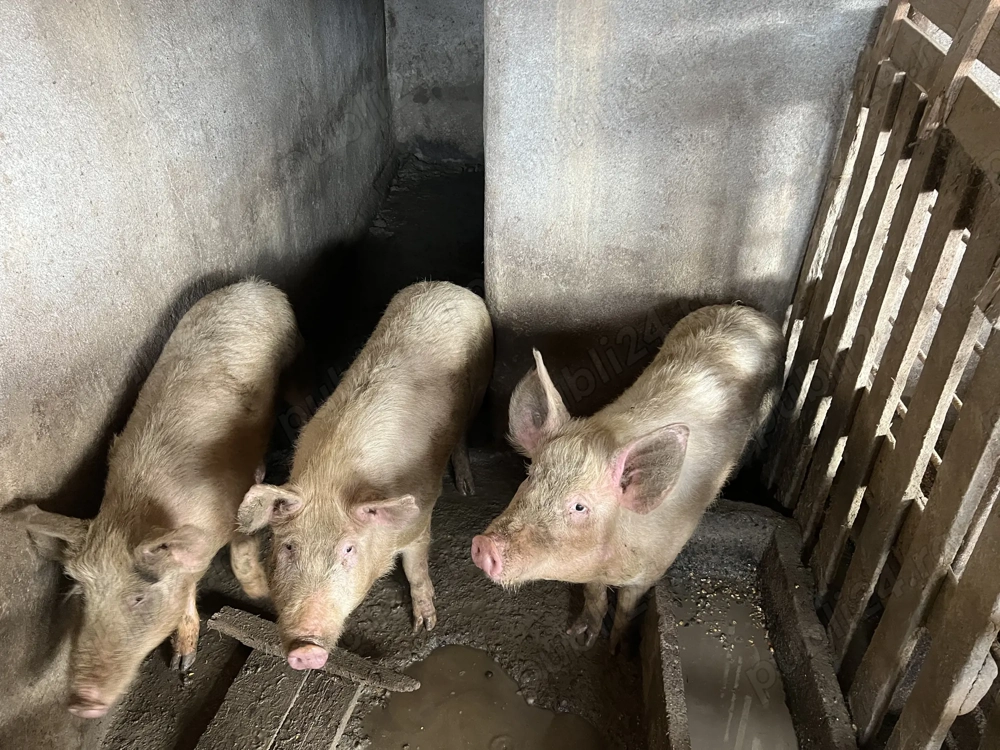 Porci de țară crescuți natural